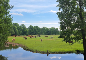 Piękny widok podczas spaceru naszych uczniów po najbliższej okolicy. Na zdjęciu rzeka, polana, na której pasą się konie oraz las.