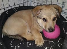  Zbiórka karmy dla zwierząt ze schroniska! 