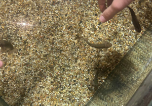 Uczeń korzysta z naturalnego peelingu rąk.